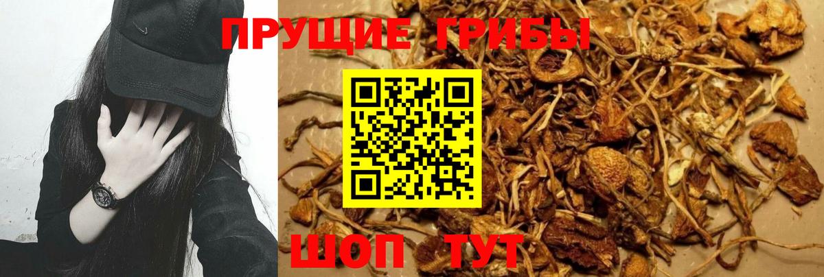 Псилоцибиновые грибы мицелий Нижний Новгород